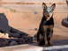 1978 Ford Bronco - A dog sits patiently by the water's edge on a sunny day.