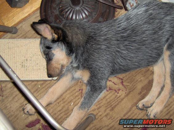 Blue heeler puppy sleeping on a rug, with metal chair legs visible