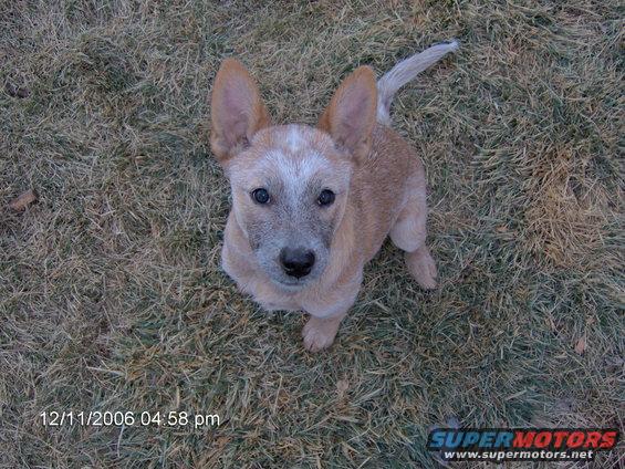 Puppy sitting on dry grass, date stamp 12/11/2006 04:58 pm