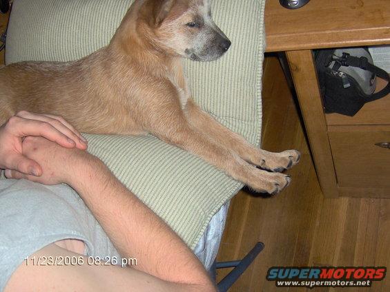 Dog lying on a striped cushion next to a desk. A person's arm is visible
