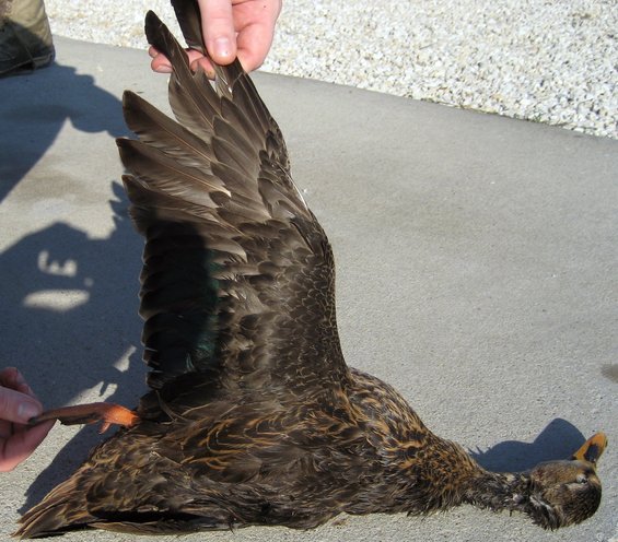 Mallard Hen
12-17-2006 Aransas Pass, TX