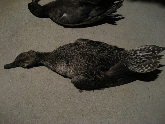 Two dead ducks lying on a concrete surface