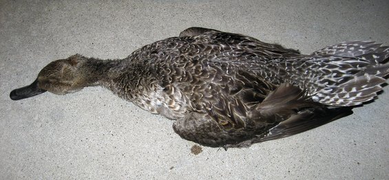 dead duck lying on concrete