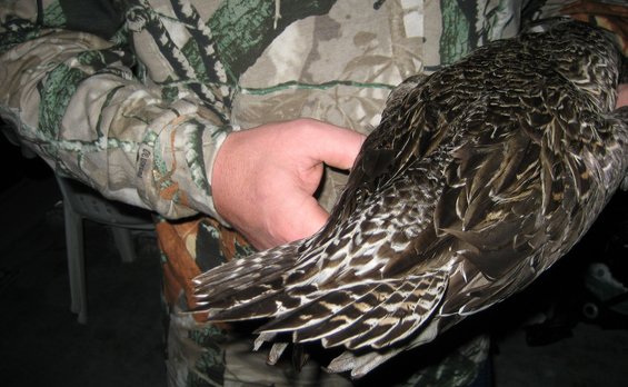 Bird with brown and white patterned feathers held by a person in camouflage