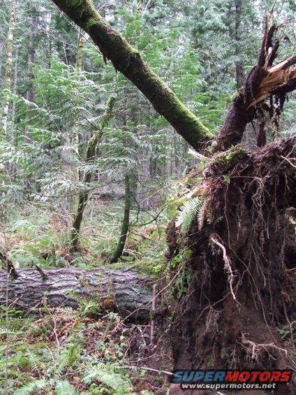 Uprooted tree with exposed roots in a forest scene
