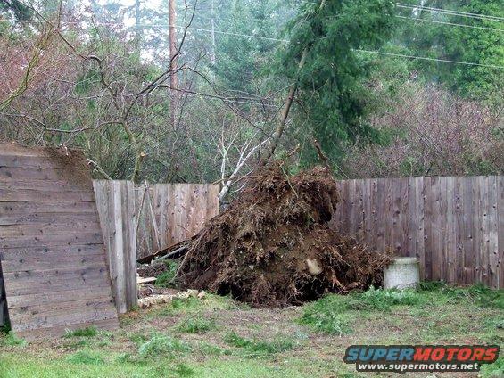 Uprooted tree with large root ball lying on the ground next to a wooden fence