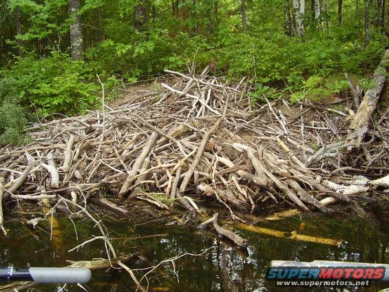 Beaver Lodge in Moonshine Bay.