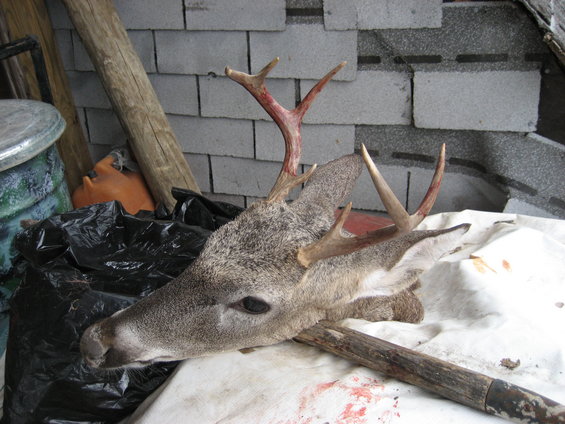 Deer head with antlers on a white cloth, next to a black trash bag and wooden debris