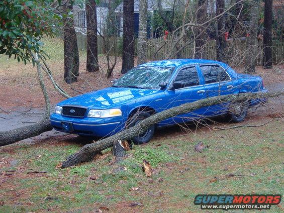 Blue 1998 Ford Crown Victoria with fallen tree branches across its hood and windshield