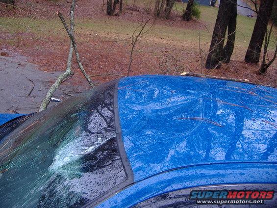 Blue car roof and windshield with tree branches and debris on it. The windshield is cracked