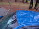 1998 Ford Crown Victoria - Tree branches have fallen onto the roof and windshield of a blue car, causing damage.