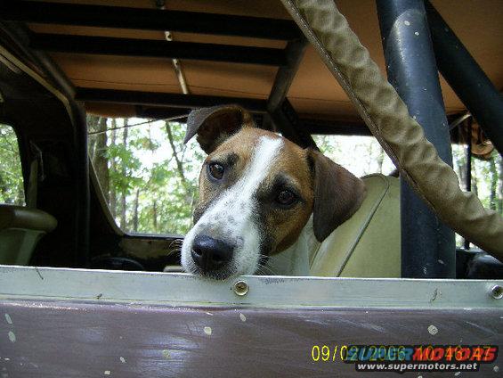 Dog looking out from inside a vehicle. Date stamp says 09/02/2006