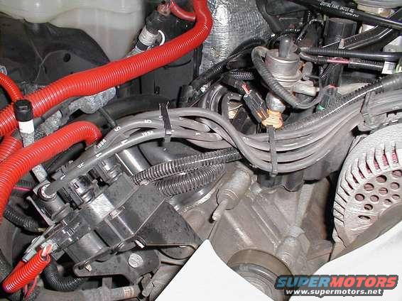 Close-up of engine bay showing spark plug wires, distributor cap, and red protective tubing