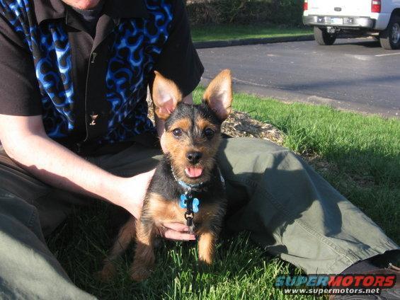 tobi.jpg pic of Tobi, lease deleted
May '06