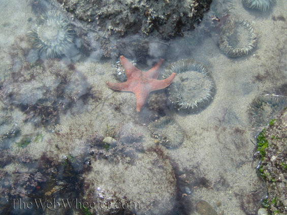 Starfish and sea anemones in a tide pool