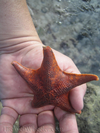 Orange starfish held in a hand