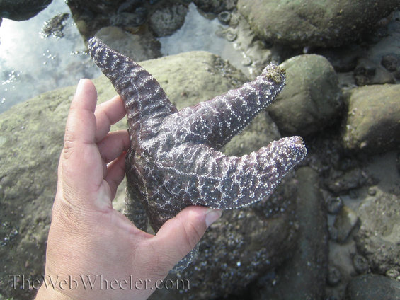 Hand holding a large, dark starfish with white speckles. Rocks and shallow water in background