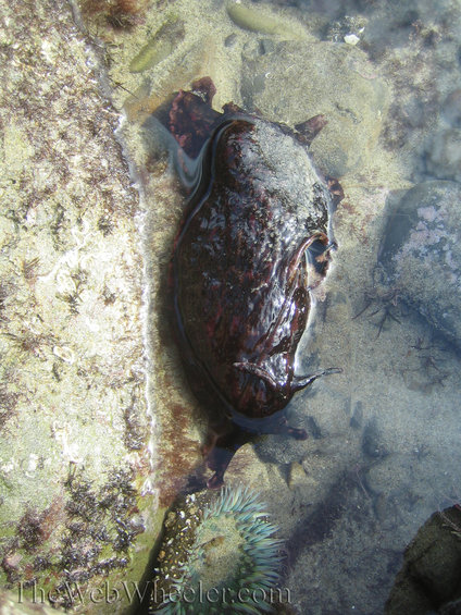 Sea slug and anemone in a rocky tide pool