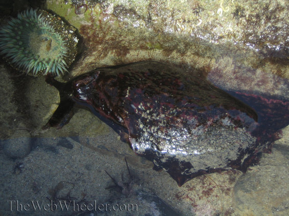 Sea slug and anemone in a tide pool