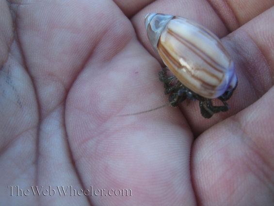 Hermit crab in a striped shell held in a palm