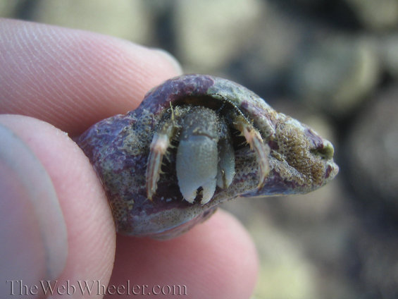 Close-up of a hermit crab in its shell, held between fingers