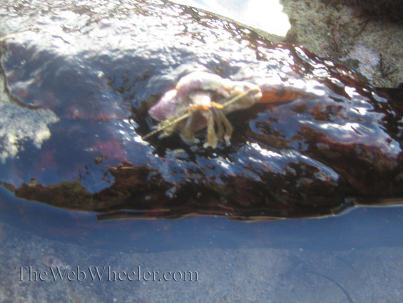 Hermit crab with a purple shell on a dark, wet rock with water below. Text 'TheWebWheeler.com' is visible