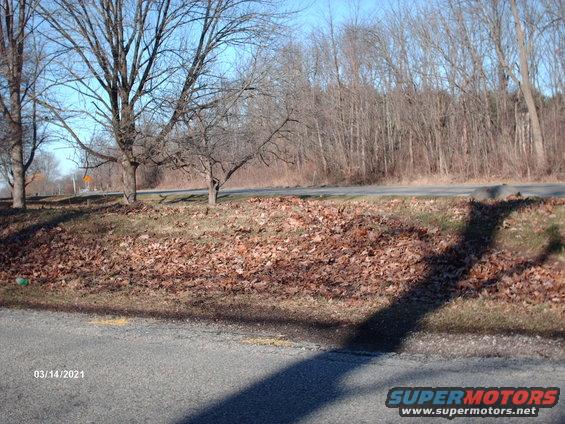 Roadside scene with trees and fallen leaves, timestamp 03/14/2021