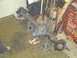 1986 Ford Bronco - A differential axle assembly is shown on jack stands in a garage setting, with tools and a toolbox visible in the background.