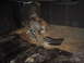 1972 Ford Ranchero - rust,