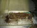 1996 Ford Bronco - This image shows a heavily rusted and damaged floor panel, likely requiring repair.