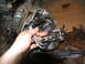 1978 Ford Bronco - A person's hand is shown working on a disassembled transmission part, with oil stains on the cardboard surface.