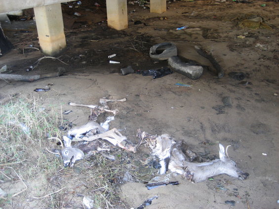 Dead deer carcasses and trash under a concrete bridge