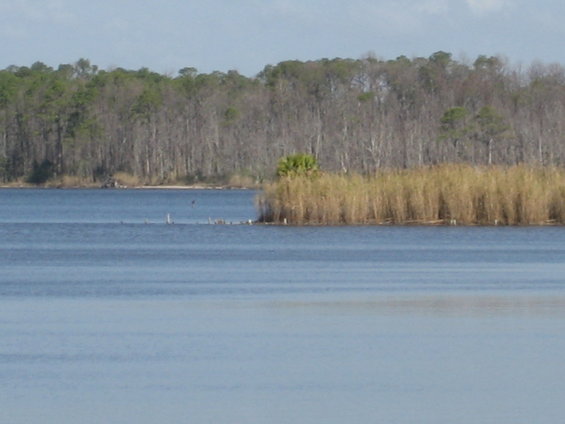 Lake with reeds and trees in the background