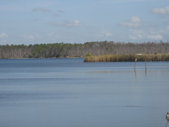 Waterfront scene with trees and reeds under a cloudy sky