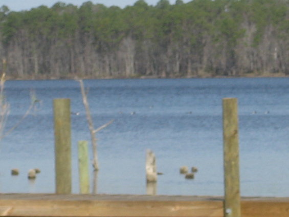 Water scene with wooden posts and trees in background