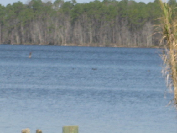 Water with a line of trees in the background and reeds on the right