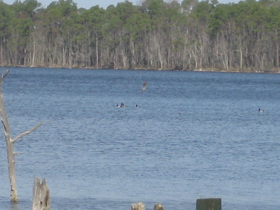 Ducks swim on blue water with a bird flying overhead, trees in background