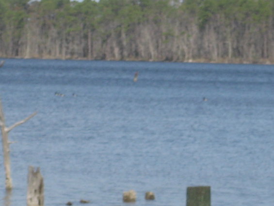 Water scene with trees in background and debris in foreground