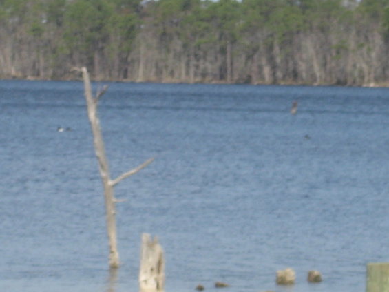 Water with trees in background, dead trees in foreground, and birds flying