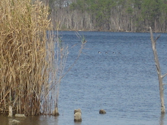 Tall reeds in the foreground with a calm blue lake and a line of ducks in the distance