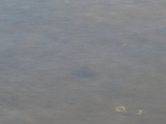 Dark shape submerged in murky water with two light-colored rings visible