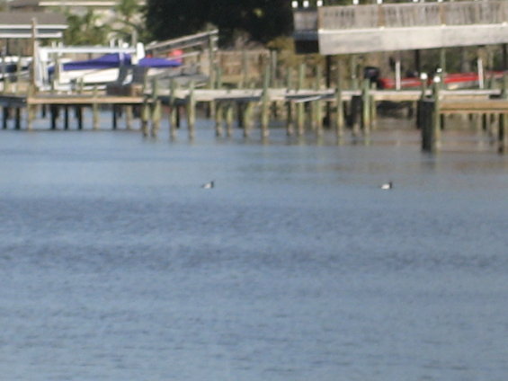 Water with docks and two birds swimming