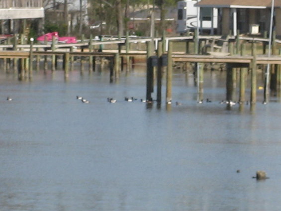 Ducks swim in the water near wooden docks. A pink object is visible on a dock in the background