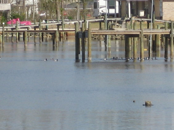 Ducks swimming near a wooden dock
