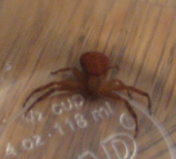 Spider on a surface with measurement markings