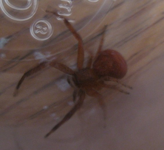 Brown spider with eight legs on a wooden surface