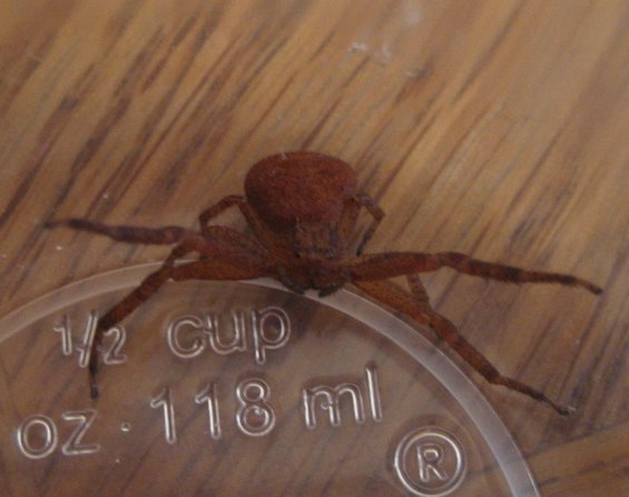 Brown spider on a clear measuring cup marked 1/2 cup, 118 ml