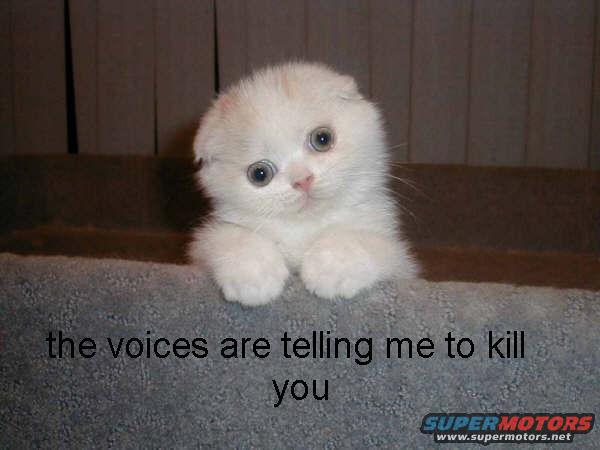 voices.jpg