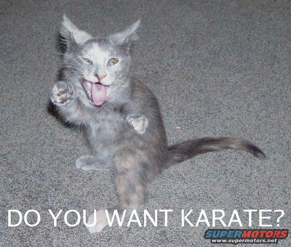 Kitten on carpet, looking like it's doing karate, with text 'DO YOU WANT KARATE?'