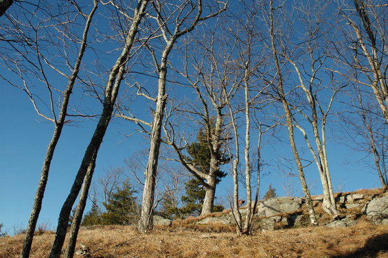 Bare trees on a dry, grassy hill with rocks under a clear blue sky